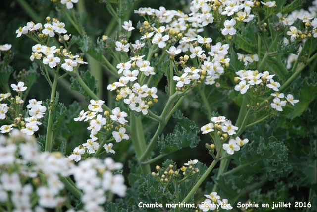 Crambe maritima